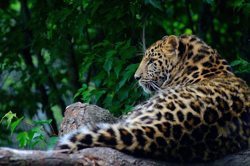 Animal Print